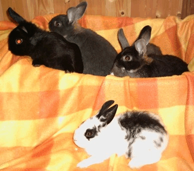 Junge Zwergkaninchen