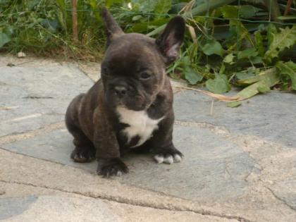 Franzosische Bulldogge Weibchen