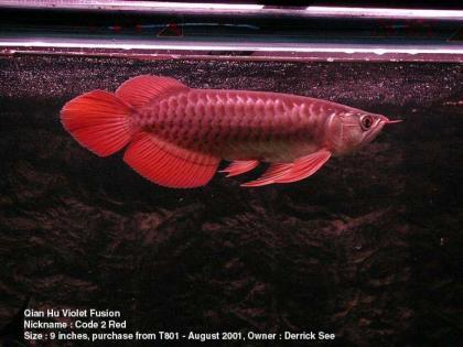 L-Welse und asiatische Arowana