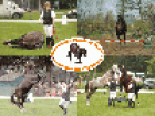 Natural Horsemanship Zirkuslektionen Pferdegymnastik und Freiheitsdressur