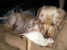 Ratte in liebevolle Hände abzugeben