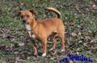 Crisi Chihuahua Mix