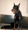 Sheltierüde
