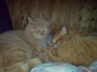 2 Rot Haarige Kater zum Knuddeln und Lieb haben zu verschenken